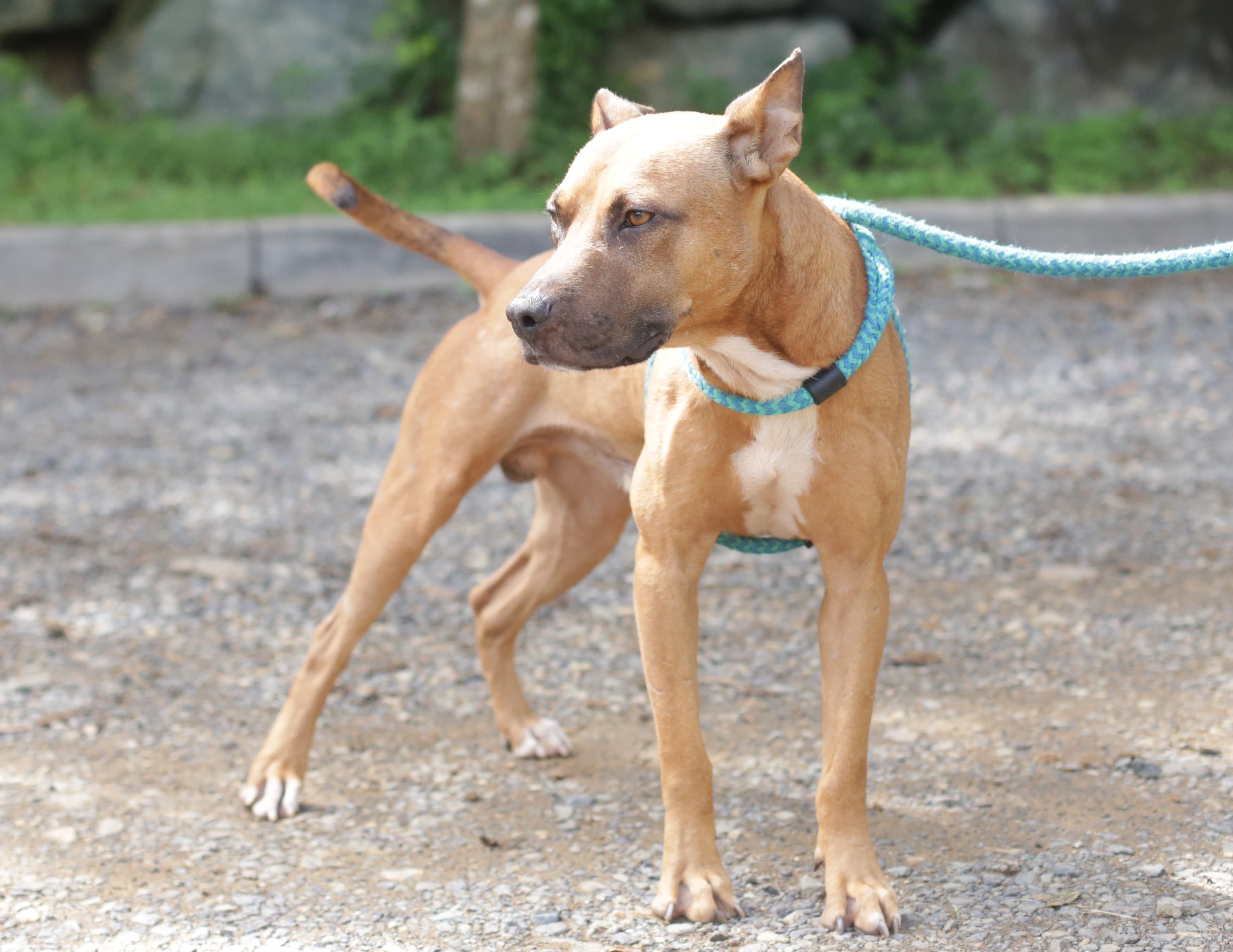 A shelter dog ready to go for a walk