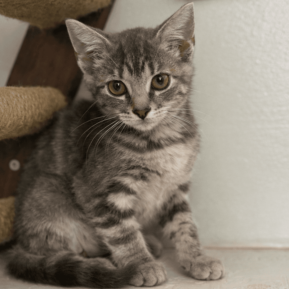 Milo