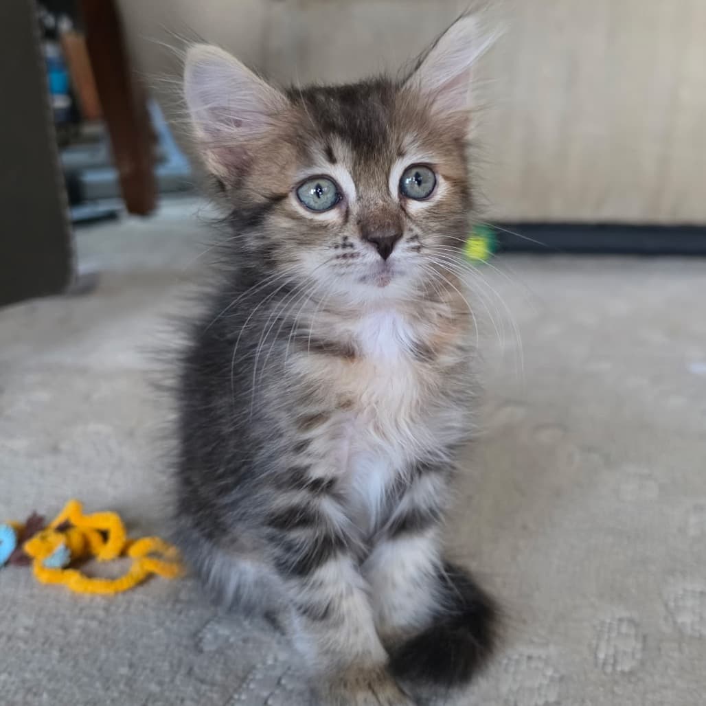Precious